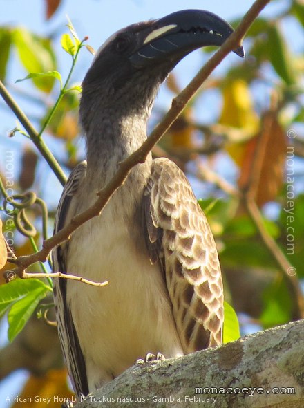 African Grey Hornbill - Tockus nasutus