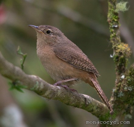 Southern House Wren - Troglodytes musculus