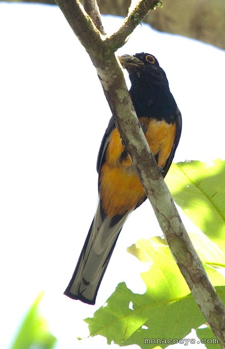 Surucua Trogon - Trogon surrucura