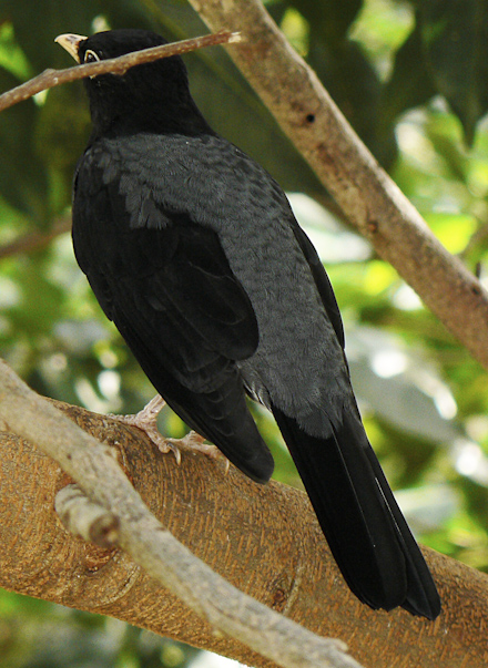 yellow thrush