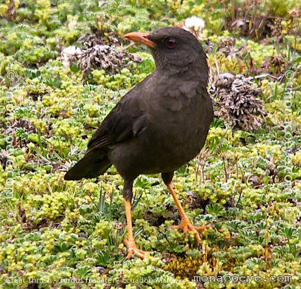 Great Thrush - Turdus fuscater