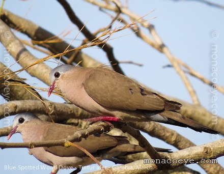 Blue Spotted Wood Dove - Turtur afer