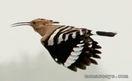 Upupa epops - Eurasian Hoopoe