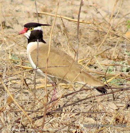 Black Headed Lapwing - Vanellus tectus