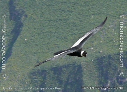 Andean Condor - Vultur gryphus