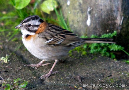 Rufous Collared Sparrow - zonotrichia capensis