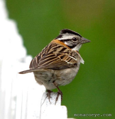 Rufous Collared Sparrow - zonotrichia capensis